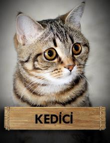 Kedici