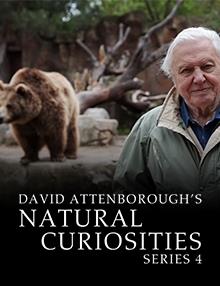 David Attenborough's Natural Curiosities
