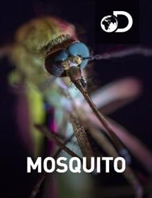 Mosquito